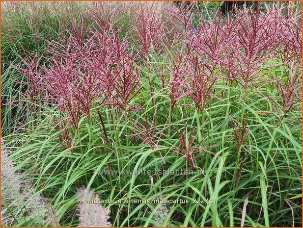 Miscanthus sinensis 'Malepartus' | Chinees prachtriet, Chinees riet, Japans sierriet, Sierriet | Chinaschilf | Eulali