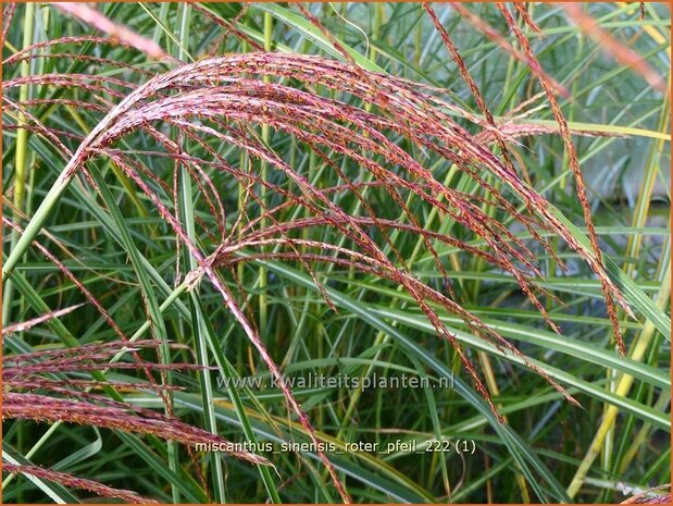 Miscanthus sinensis 'Roter Pfeil' | Chinees prachtriet, Chinees riet, Japans sierriet, Sierriet | Chinaschilf | Eulal