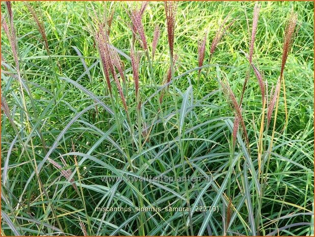 Miscanthus sinensis 'Samurai' | Chinees prachtriet, Chinees riet, Japans sierriet, Sierriet | Chinaschilf | Eulalia g