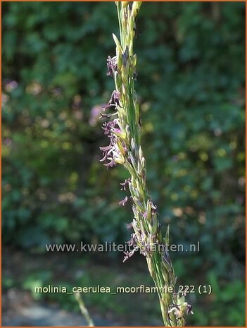 Molinia caerulea 'Moorflamme' | Pijpenstrootje | Kleines Pfeifengras | Purple Moorgrass