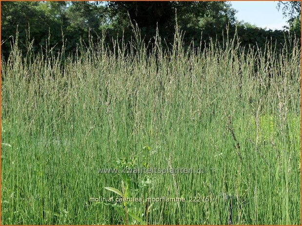 Molinia caerulea 'Moorflamme' | Pijpenstrootje | Kleines Pfeifengras | Purple Moorgrass