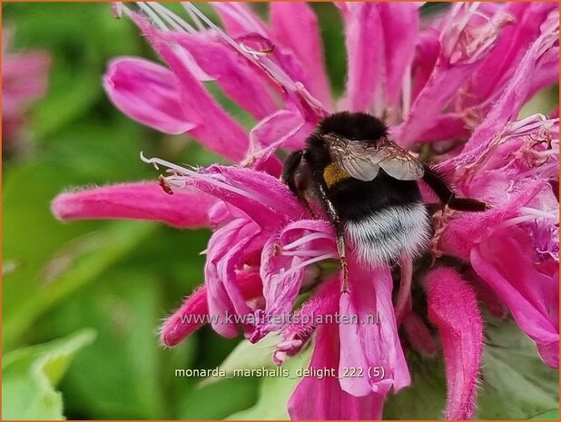 Monarda 'Marshall's Delight' | Bergamotplant, Indianennetel | Indianernessel | Beebalm