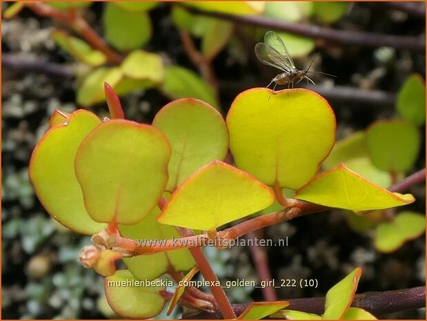 Muehlenbeckia complexa 'Golden Girl' | Drahtstrauch | Wire Vine