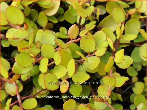 Muehlenbeckia complexa 'Golden Girl' | Drahtstrauch | Wire Vine