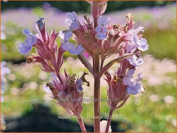 Nepeta 'Veluw's Blauwtje' | Kattenkruid | Katzenminze | Catmint