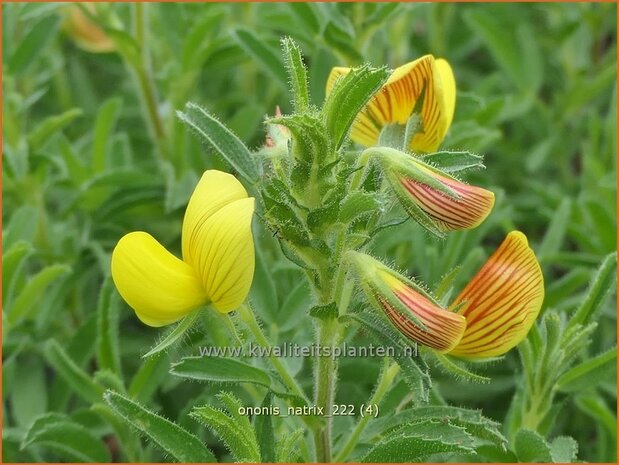 Ononis natrix | Geel stalkruid, Stalkruid | Gelbblühende Hauhechel | Yellow Restharrow