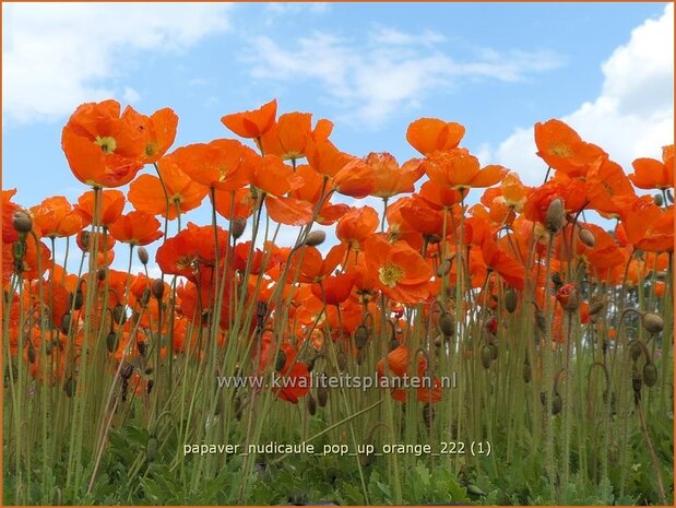 Papaver nudicaule 'Pop-up Orange' | IJslandse papaver, Papaver, Klaproos | Island-Mohn | Iceland Poppy