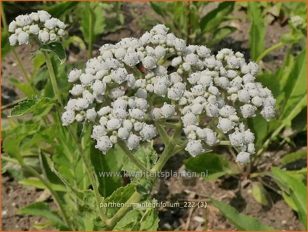 Parthenium integrifolium | Wilde kinine | Prärieampfer | American Fever-Few