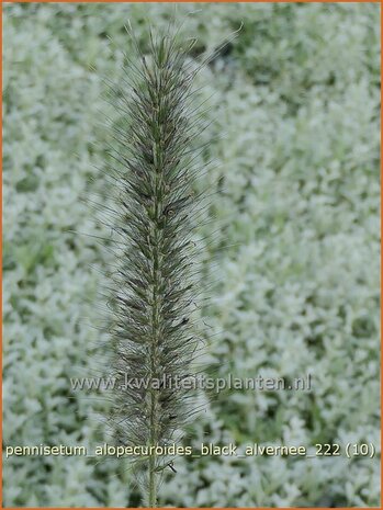 Pennisetum alopecuroides 'Black Alvernee' | Breed lampenpoetsersgras, Borstelveergras, Lampenpoetsersgras | Lampenput