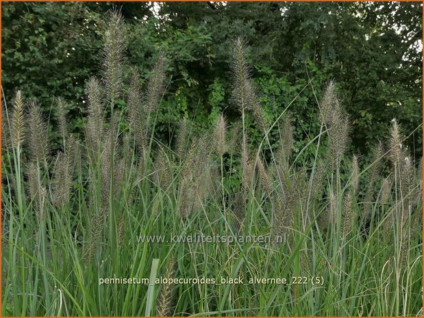 Pennisetum alopecuroides 'Black Alvernee' | Breed lampenpoetsersgras, Borstelveergras, Lampenpoetsersgras | Lampenput