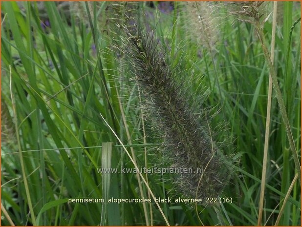 Pennisetum alopecuroides 'Black Alvernee' | Breed lampenpoetsersgras, Borstelveergras, Lampenpoetsersgras | Lampenput