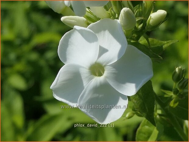 Phlox 'David' | Hoge vlambloem, Vlambloem, Flox, Floks | Hohe Flammenblume | Border Phlox