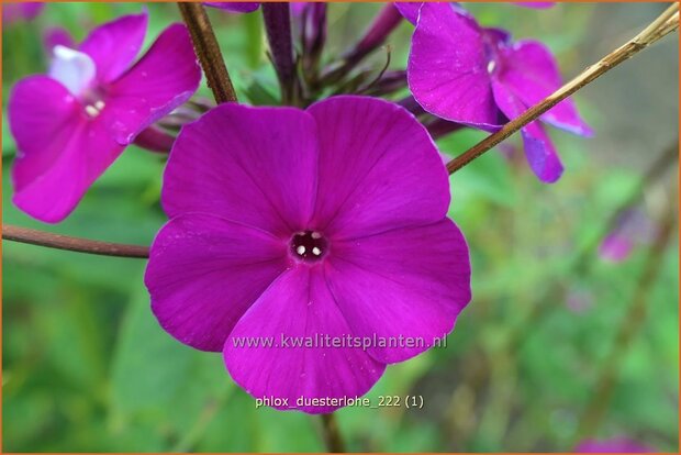 Phlox 'Düsterlohe' | Hoge vlambloem, Vlambloem, Flox, Floks | Hohe Flammenblume | Border Phlox