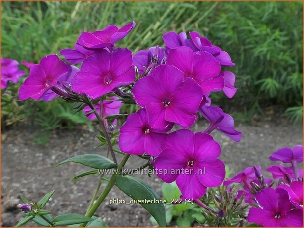 Phlox 'Düsterlohe' | Hoge vlambloem, Vlambloem, Flox, Floks | Hohe Flammenblume | Border Phlox