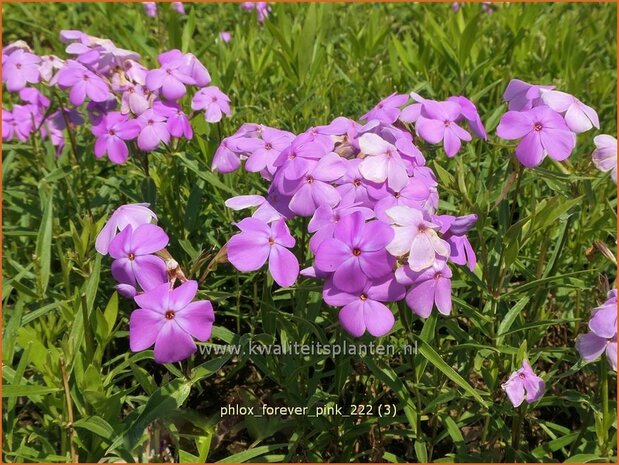 Phlox 'Forever Pink' | Hoge vlambloem, Vlambloem, Flox, Floks | Hohe Flammenblume | Border Phlox