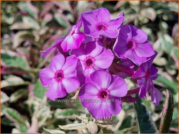 Phlox 'Olympus' | Hoge vlambloem, Vlambloem, Flox, Floks | Hohe Flammenblume | Border Phlox