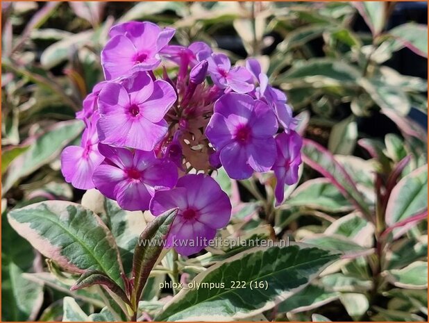 Phlox 'Olympus' | Hoge vlambloem, Vlambloem, Flox, Floks | Hohe Flammenblume | Border Phlox