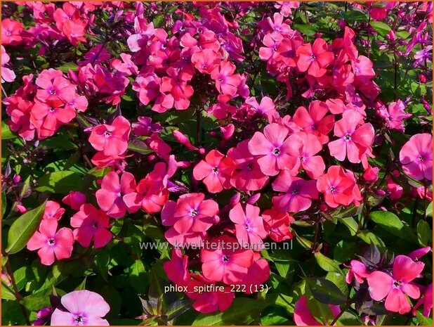 Phlox 'Spitfire' | Hoge vlambloem, Vlambloem, Flox, Floks | Hohe Flammenblume | Border Phlox