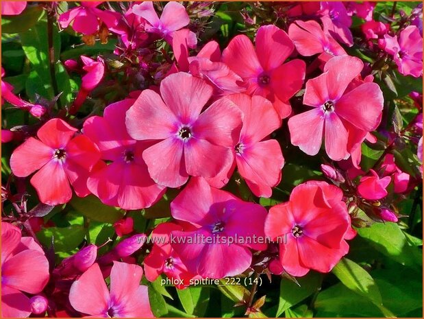 Phlox 'Spitfire' | Hoge vlambloem, Vlambloem, Flox, Floks | Hohe Flammenblume | Border Phlox