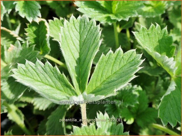 Potentilla atrosanguinea | Donkere bloedrode ganzerik, Ganzerik | Blutrotes-Fingerkraut | Himalayan Cinquefoil