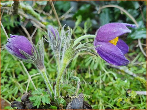 Pulsatilla patens | Wildemanskruid | Finger-Kuhschelle | Eastern Pasque Flower