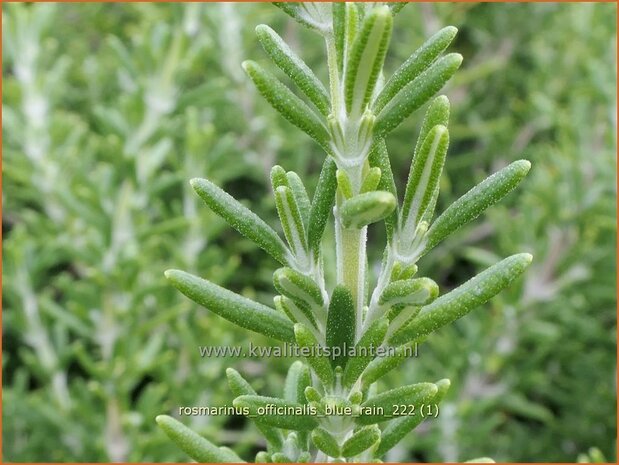 Rosmarinus officinalis 'Blue Rain' | Rozemarijn | Rosmarin | Common Rosemary