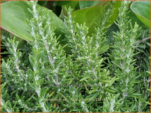 Rosmarinus officinalis 'Blue Rain' | Rozemarijn | Rosmarin | Common Rosemary