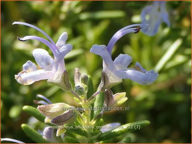 Rosmarinus officinalis 'Corsican Blue' | Rozemarijn | Rosmarin | Common Rosemary