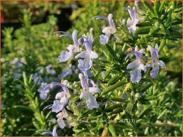 Rosmarinus officinalis 'Corsican Blue' | Rozemarijn | Rosmarin | Common Rosemary