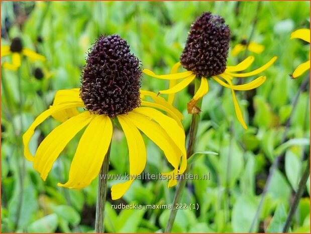 Rudbeckia maxima | Zonnehoed | Hoher Sonnenhut | Large Coneflower