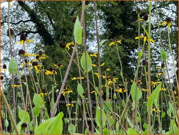 Rudbeckia maxima | Zonnehoed | Hoher Sonnenhut | Large Coneflower