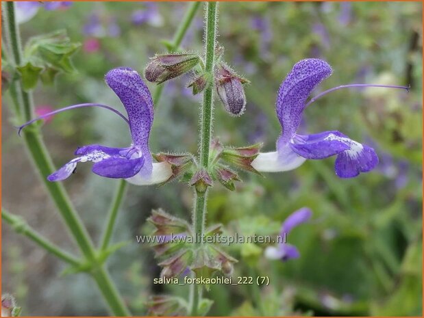 Salvia forskaohlei | Salie, Salvia | Salbei | Sage