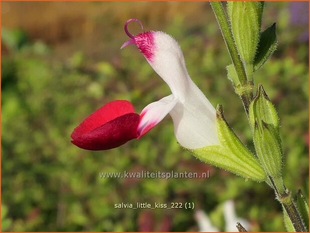 Salvia 'Little Kiss' | Salie, Salvia | Salbei | Sage