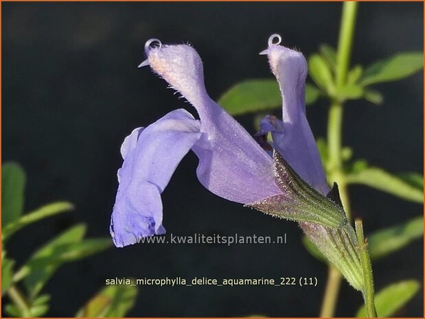 Salvia microphylla 'Delice Aquamarine' | Salie, Salvia | Johannisbeersalbei | Blackcurrant Sage