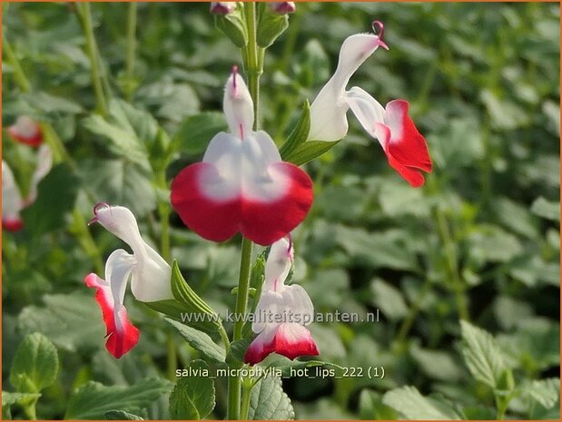 Salvia microphylla 'Hot Lips' | Salie, Salvia | Johannisbeersalbei | Blackcurrant Sage