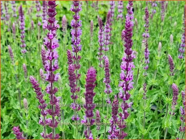 Salvia nemorosa 'Amethyst' | Bossalie, Salie, Salvia | Steppensalbei | Woodland Sage