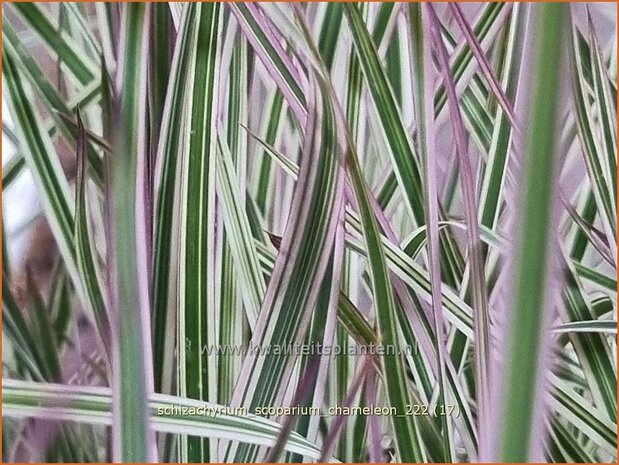 Schizachyrium scoparium 'Chameleon' | Klein prairiegras | Kleines Präriegras | Little Bluestem