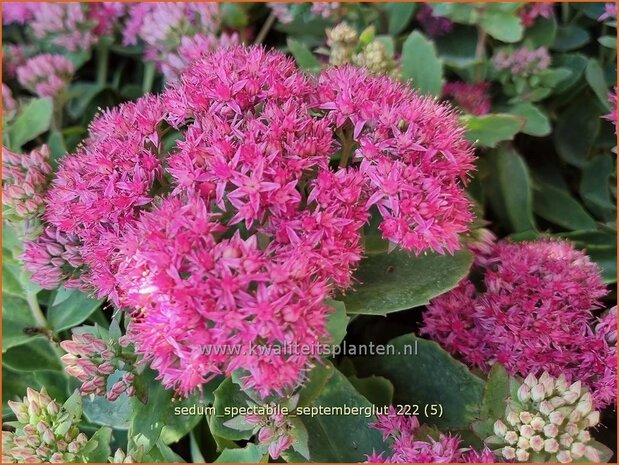 Sedum spectabile 'Septemberglut' | Hemelsleutel, Vetkruid | Ansehnliches Fettblatt | Showy Stonecrop