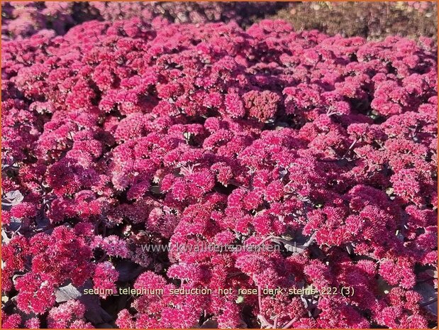 Sedum telephium 'Seduction Hot Rose Dark Stems' | Hemelsleutel, Vetkruid | Grosse Fetthenne | Orpine