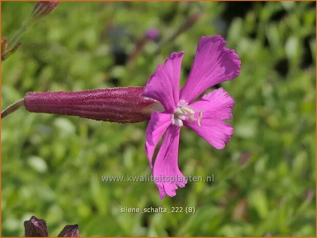 Silene schafta | Lijmkruid | Kaukasus-Leimkraut | Alpine Campion