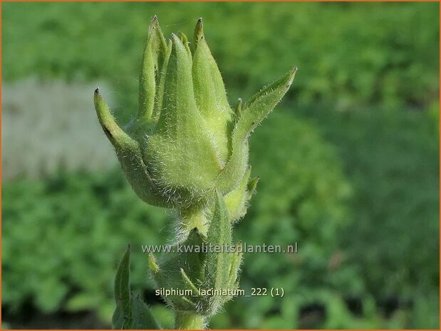 Silphium laciniatum | Kompasplant, Zonnekroon | Geschlitztblättrige Kompaßpflanze | Compass Plant