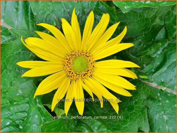 Silphium perfoliatum 'Carnica' | Zonnekroon, Silphie | Durchwachsene Silphie | Cup Plant