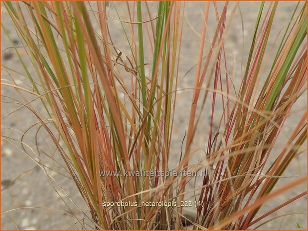 Sporobolus heterolepis | Prairiedropzaad, Parelgras | Prärie-Tropfengras | Prairie Dropseed