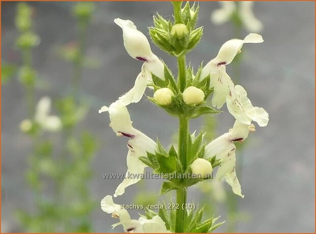 Stachys recta | Bergandoorn, Andoorn | Aufrechter Ziest | Stiff Hedge Nettle