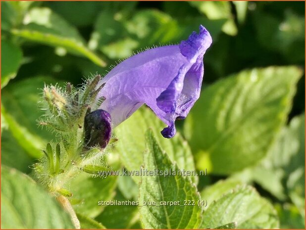 Strobilanthes 'Blue Carpet' | Trompetkruid | Otternkopf | Persian Shield