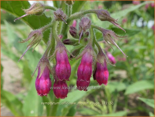 Symphytum officinale 'Moulin Rouge' | Gewone smeerwortel, Smeerwortel | Gewöhnlicher Beinwell | Common Comfrey