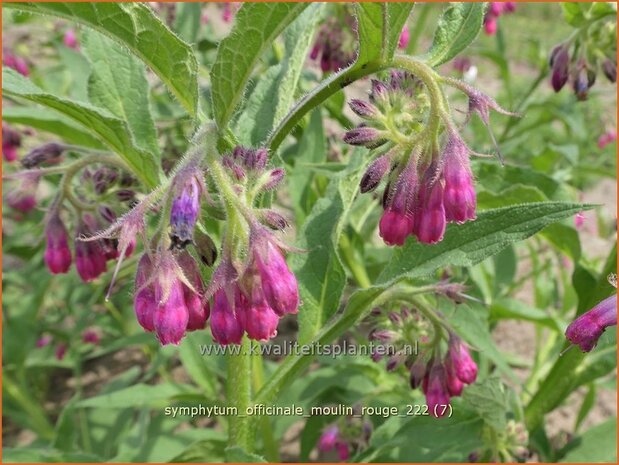 Symphytum officinale 'Moulin Rouge' | Gewone smeerwortel, Smeerwortel | Gewöhnlicher Beinwell | Common Comfrey