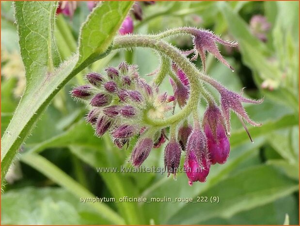 Symphytum officinale 'Moulin Rouge' | Gewone smeerwortel, Smeerwortel | Gewöhnlicher Beinwell | Common Comfrey