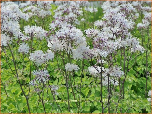 Thalictrum aquilegifolium 'Nimbus White' | Akeleiruit, Ruit | Akeleiblättrige Wiesenraute | Columbine Mead