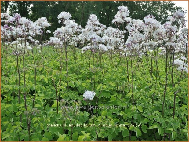 Thalictrum aquilegifolium 'Nimbus White' | Akeleiruit, Ruit | Akeleiblättrige Wiesenraute | Columbine Mead